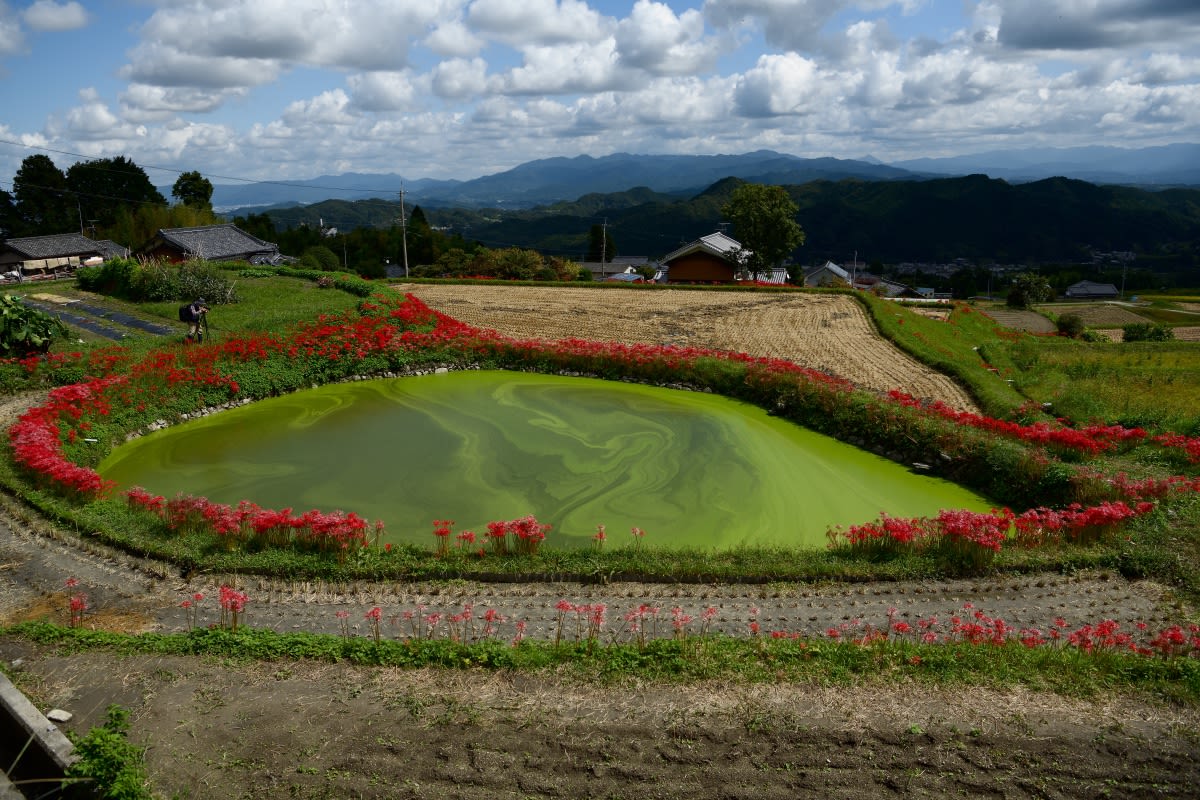 彼岸花の池 はっはっはのトイレ奈良観光ブログ