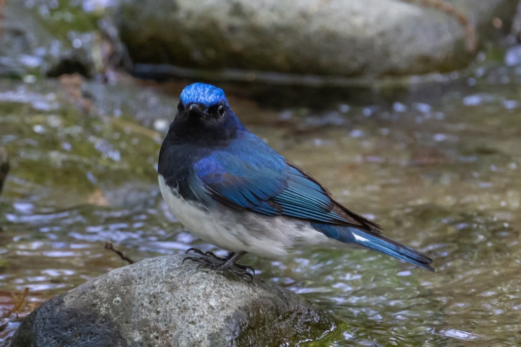 幸せの青い鳥 オオルリ 1 徒然なる野鳥のままに悠々散歩