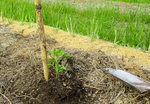 シカ対策始動 菜園 穏風 無農薬 無化学肥料 不耕起栽培で野菜作りに挑戦