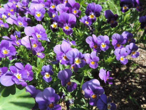 自家採取ビオラも色々です 水色 青 紫系 四季彩ガーデンにようこそ