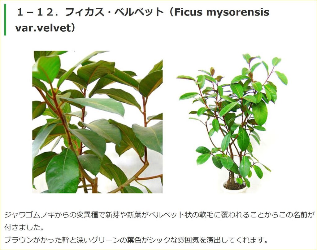 観葉植物 ゴムの木の仲間 ベスト12 今週のこんなニュース 観葉植物 ゴムの木の仲間 ベスト12 今週のこんなニュース