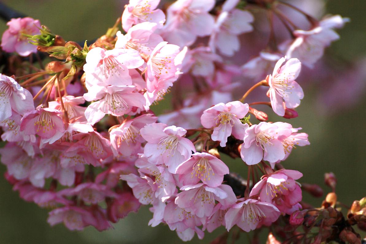 河津桜の画像