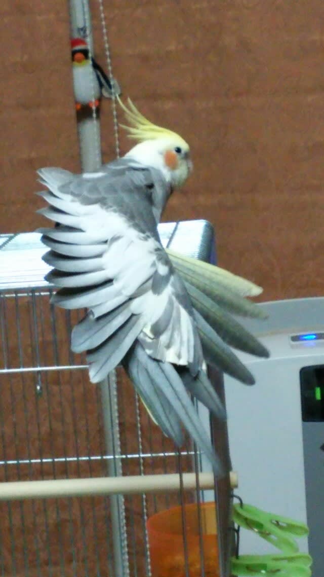 風切り羽 なっちゃん オカメインコのパイド と一緒 風切り羽 なっちゃん オカメインコのパイド と一緒