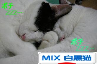 にほんブログ村 猫ブログ MIX白黒猫へ