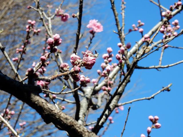 モモ