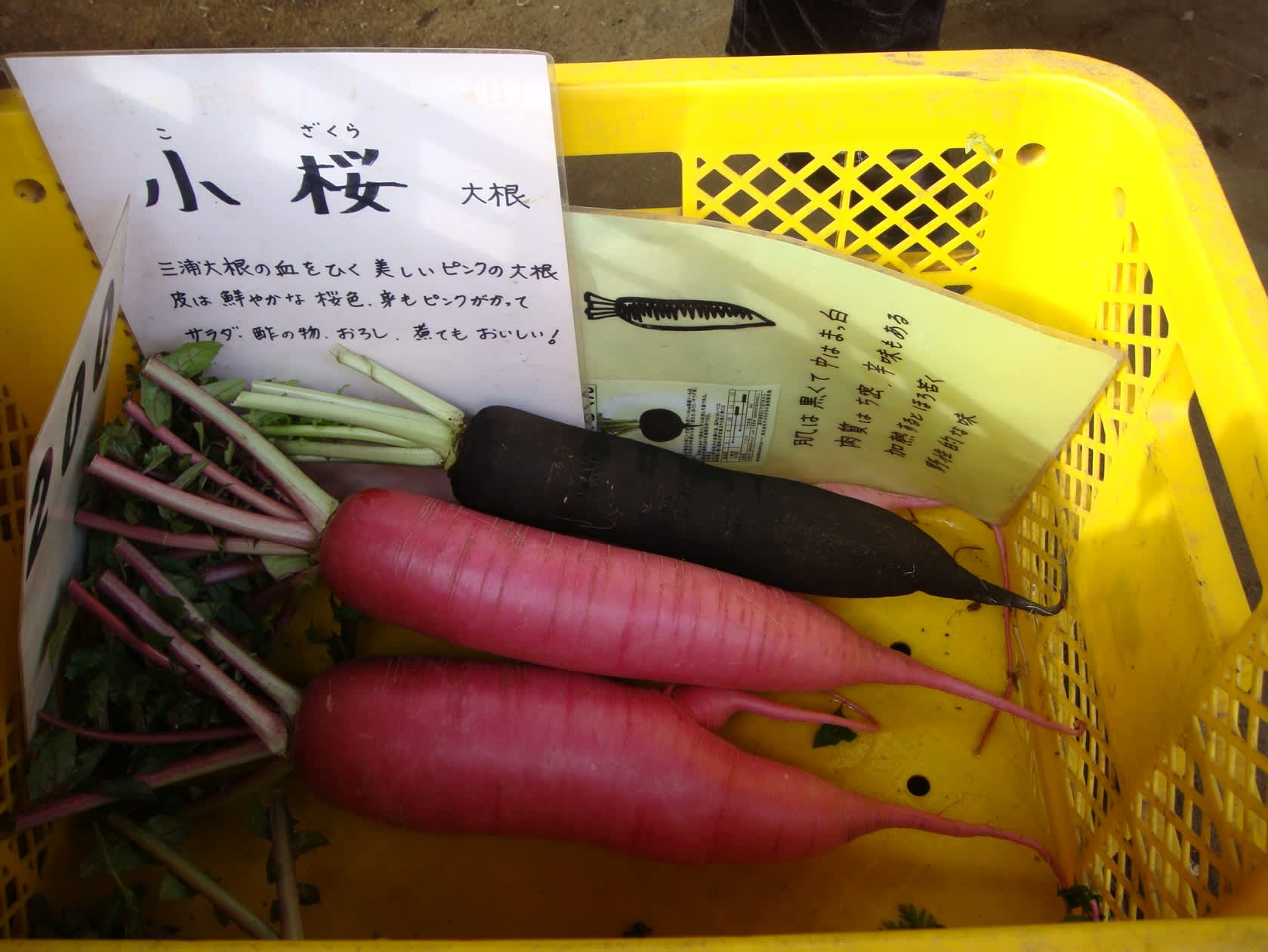 ピンク色の切干し大根 徒然わらび