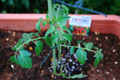 トマト栽培日記２０１２ ２ ミニトマト アイコを植える 熟年の文化徒然雑記帳
