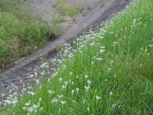 田川の土手の韮の花