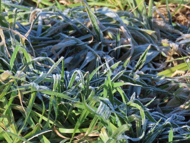 草についた霜