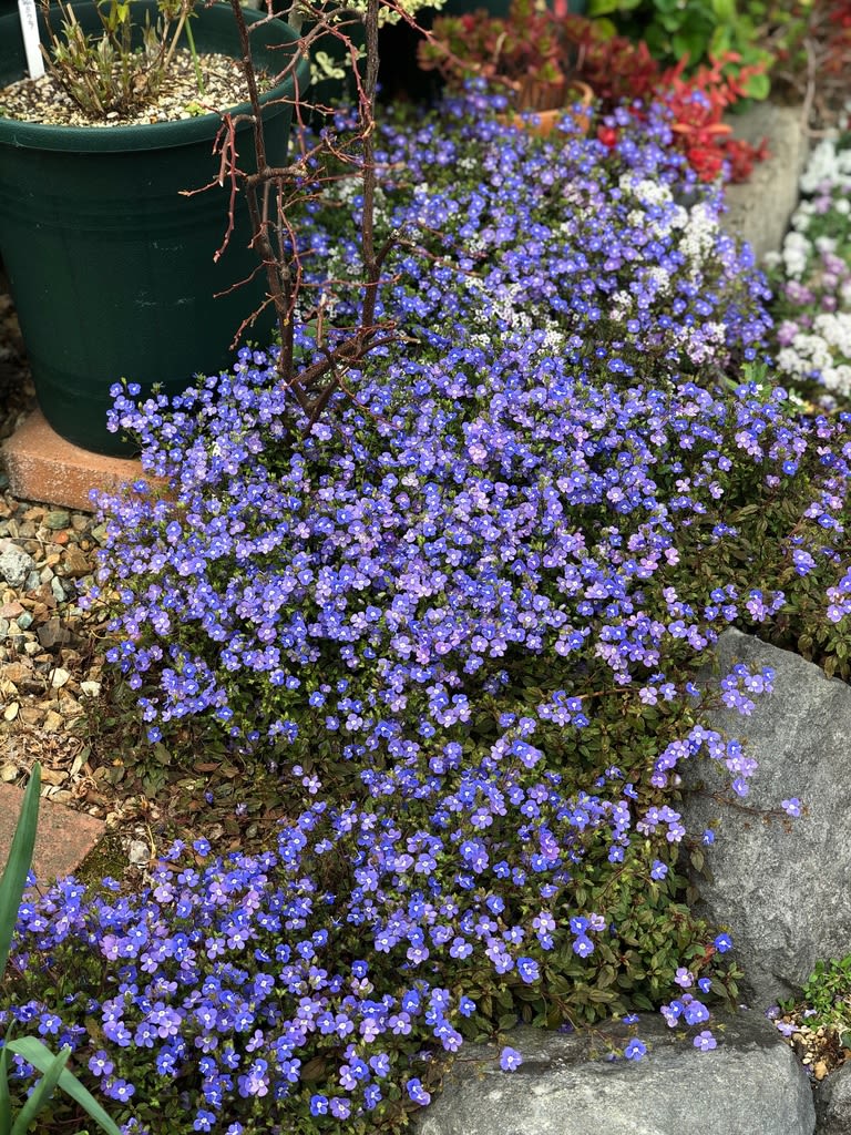 ブルーの絨毯 ベロニカオックスフォードブルー 雑木と宿根草とクレマチスの小さな庭づくり