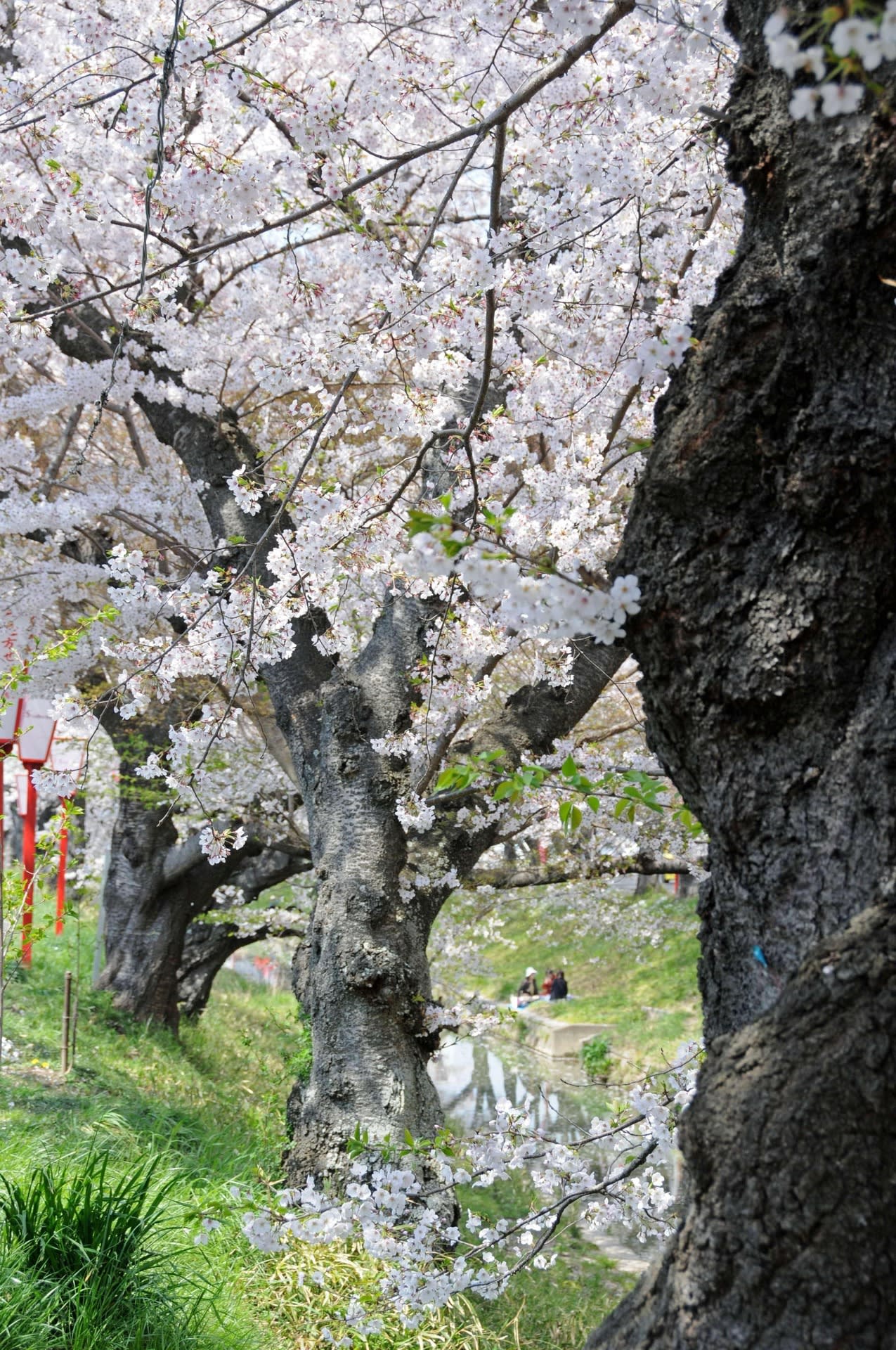 桜！　Ⅲ-1の画像