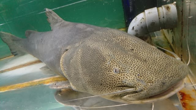 さよなら東京タワー水族館 少年と金魚とビートルズ