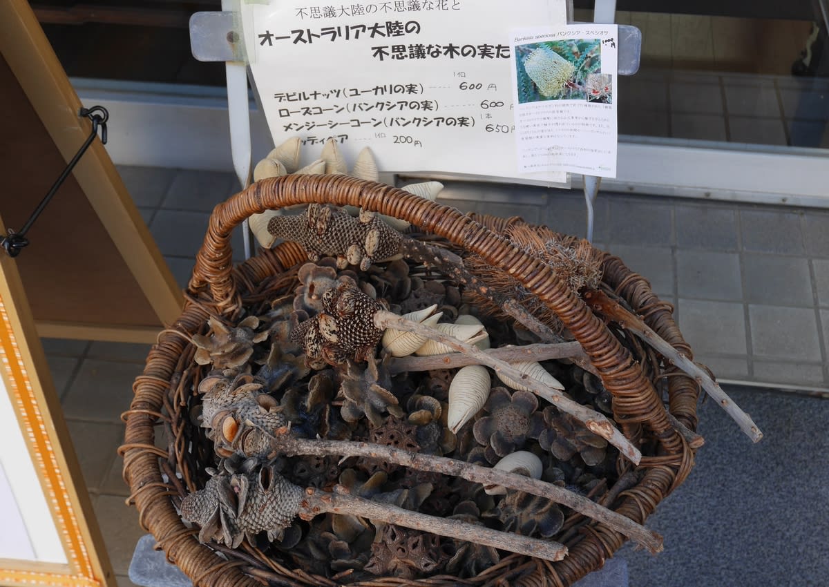 変な実かしら 種かしら 江戸から東京人 変な実かしら 種かしら 江戸から東京人