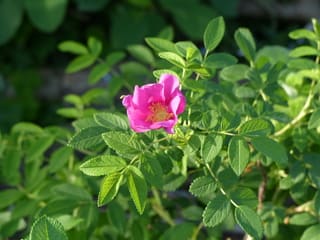 実生のハマナス 野の花ガーデンblog