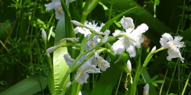 ヤマトタケルノミコト １ 学文路天満宮の四季