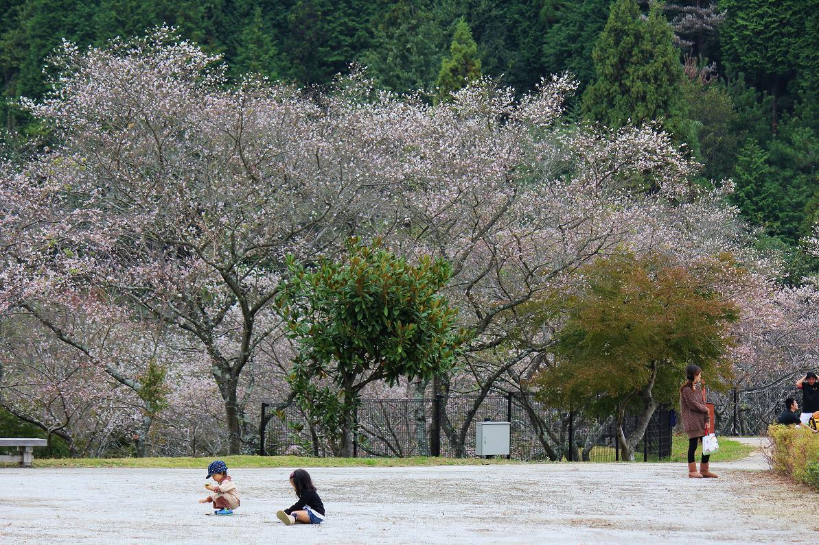 小原四季桜の画像