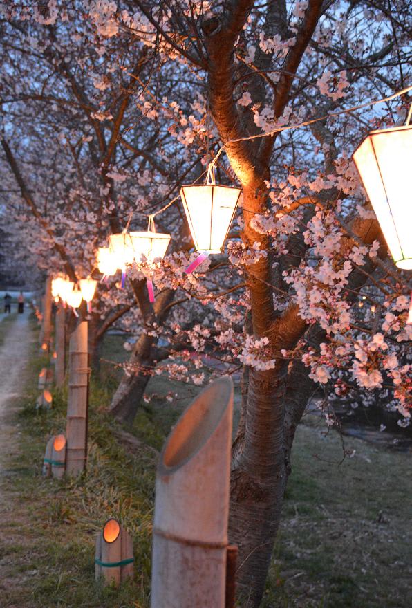 琴海花まつり 長崎市琴海 戸根川沿いの桜並木 日常