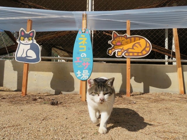 香川県女木島 めぎじま へ 島と猫 Part2 放浪うどん人 これから うどんに 会いに 行きます 香川県女木島 めぎじま へ 島と猫 Part2 放浪うどん人 これから うどんに 会いに 行きます