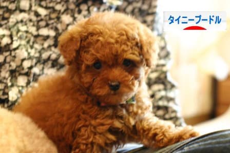 にほんブログ村 犬ブログ タイニープードルへ