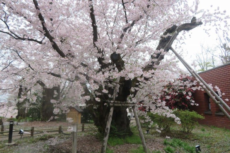 弘前公園 日本最大幹周のソメイヨシノ 写真で綴るすぎさんのブログ