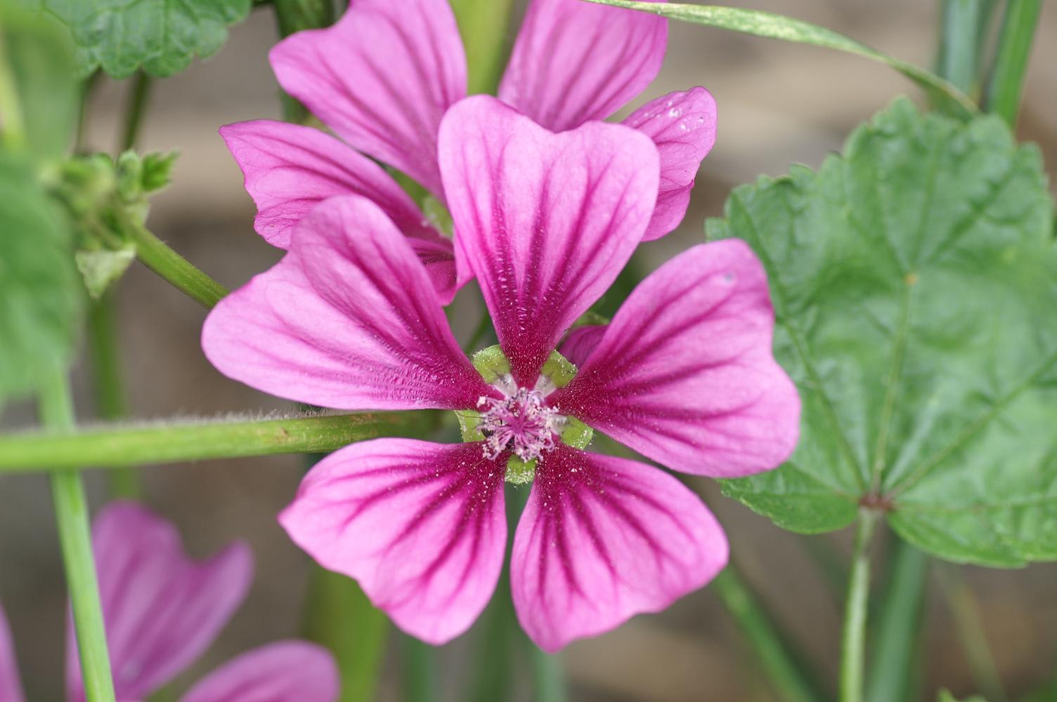 身近な花の勉強 初級者用 スケッチブック 身近な花の勉強 初級者用 スケッチブック