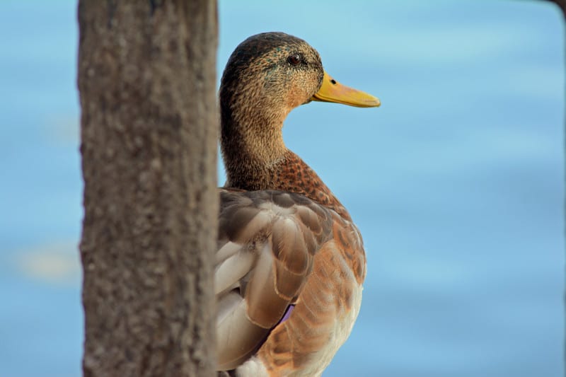 Dsc_2966 Dsc_2966
