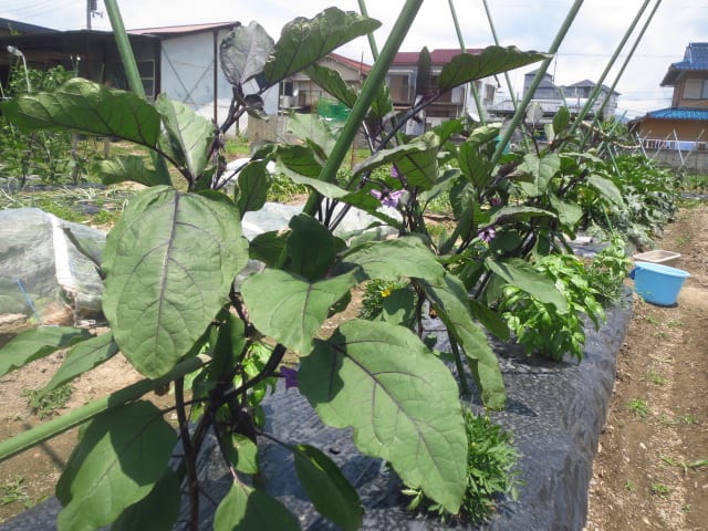 ナス ピーマン 甘とうの1番果 大好き 野菜の時間