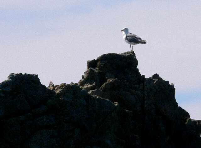 千畳敷：磯の岩の上で休むカモメ