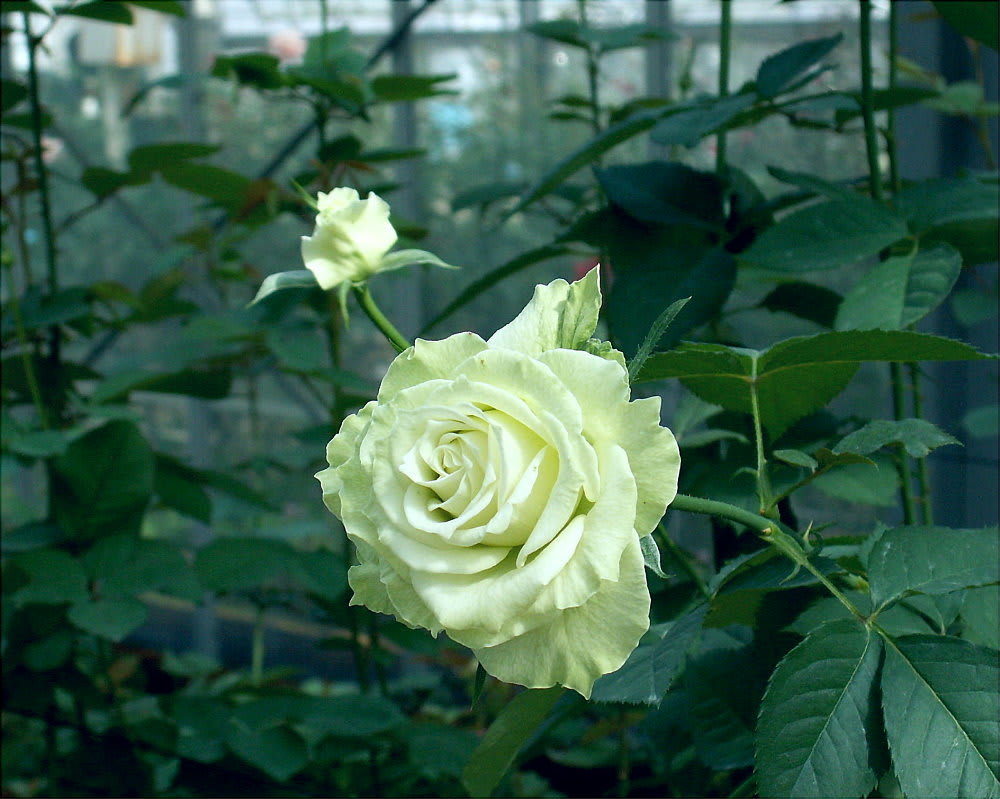美しい淡緑色の薔薇 ライム 花の公園 俳句 ｉｎｇ