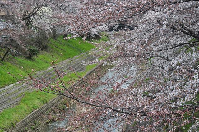 今日も桜三昧 佐保川から市役所 平城宮跡へ 涙と笑いのhiv奮闘記