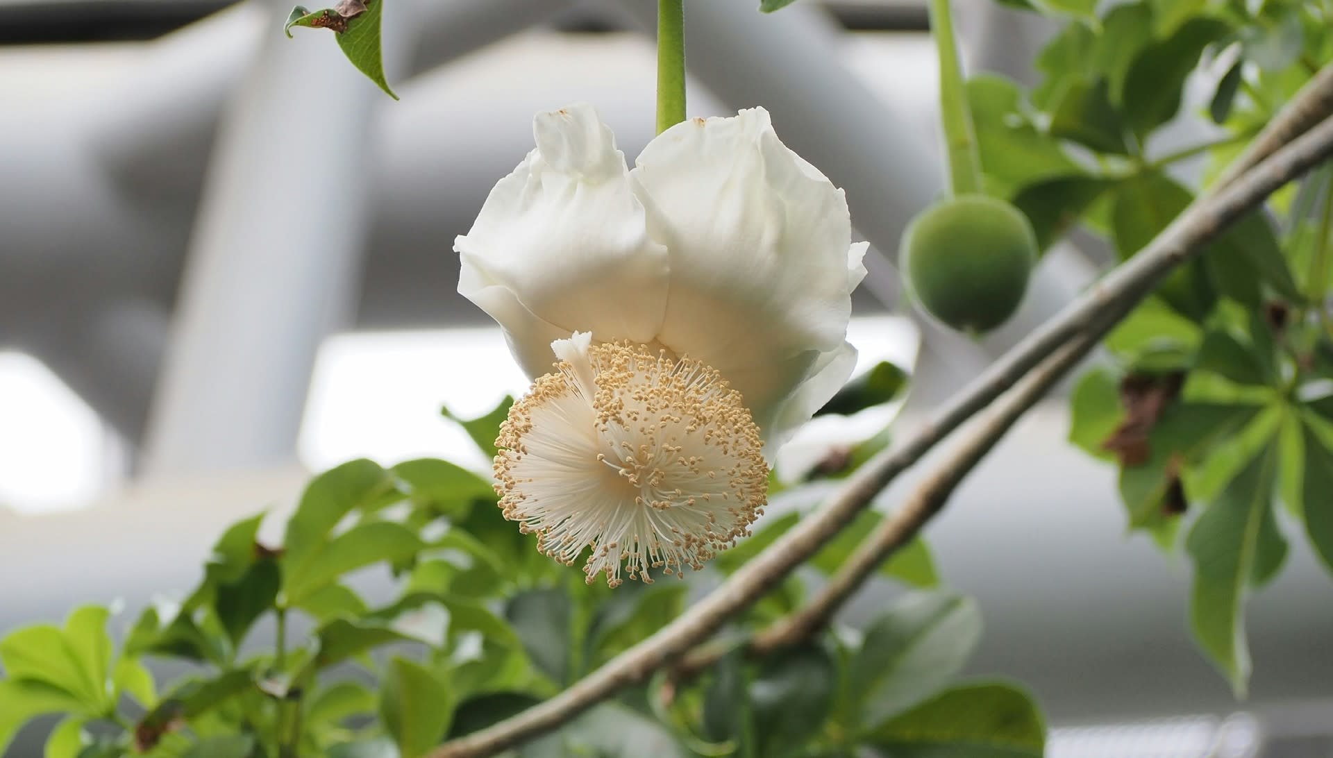令和最初のバオバブの花 ヒマラヤの青いケシ 京都で定年後生活