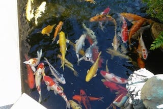 色彩豊かな鯉が沢山泳いでいました