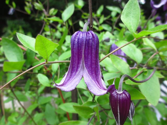 春の花 クレマチス 日本の名花 田舎へ行ってご 見てご 春の花 クレマチス 日本の名花 田舎へ行ってご 見てご