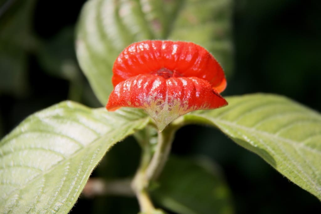 京都府立植物園では 熱い唇の花 ホット リップス や ヒマラヤの青いケシ など数多くの花が咲いていました 自然を求めて近辺ぶらり 京都府立植物園では 熱い唇の花 ホット リップス や ヒマラヤの青いケシ など数多くの花が咲いていました 自然を求めて近辺ぶらり
