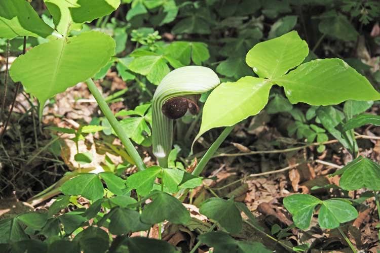 マムシグサの仲間 山野はなめぐり2 マムシグサの仲間 山野はなめぐり2