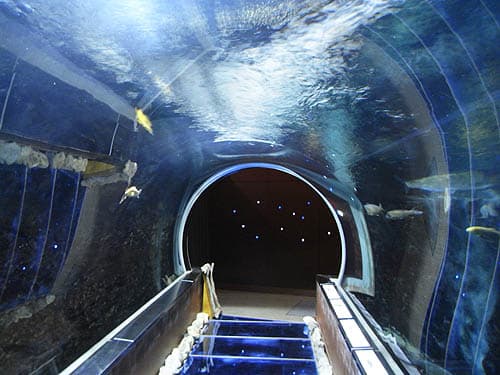 ミニミニな水槽のトンネル