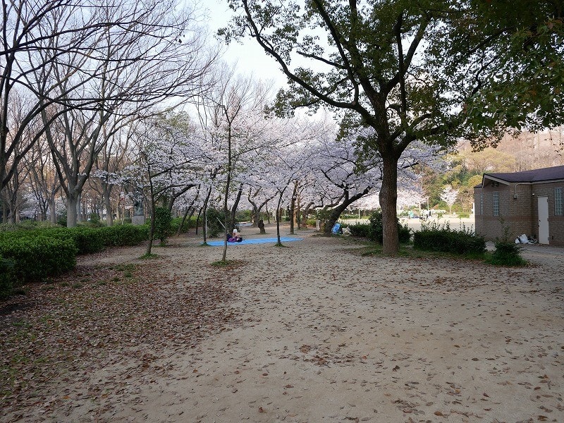 靭公園の桜と淳子のてっぺん ｒｏｓｓさんの大阪ハクナマタタ