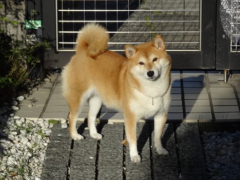 もふ犬 自由気ままにたま 豆柴