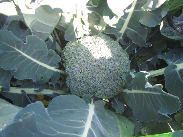 ブロッコリー 頂花蕾 茎ブロッコリー 側花蕾 の収穫 大好き 野菜の時間