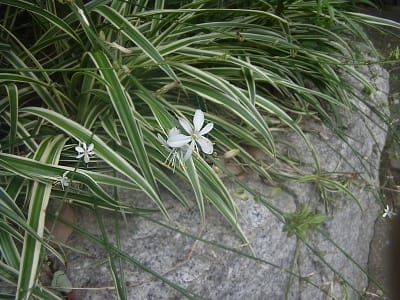 エリア4のオリヅルランの花 niwa niha hana 庭には花 エリア4のオリヅルランの花 niwa niha hana 庭には花