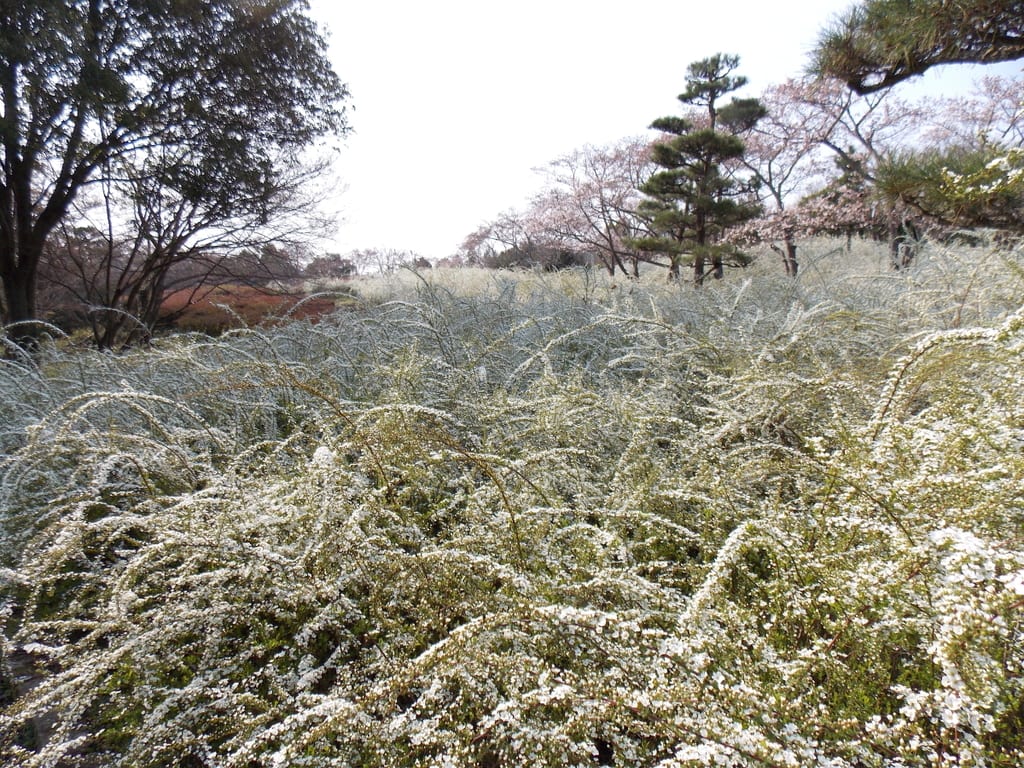 群生するユキヤナギとサクラ並木 自然を求めて近辺ぶらり