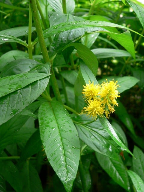 夏の花 蔓金虎の尾 田舎へ行ってご 見てご