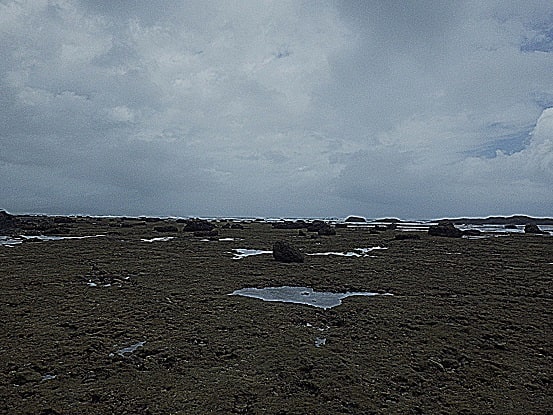 台風余波のある干潟に出てみた ガンガゼとシラヒゲウニ Miracle Nature 奄美大島の自然