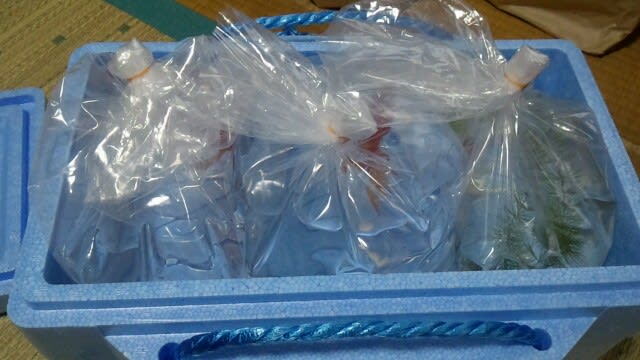 金魚とお引越し その３ そめ吉つる吉のひび