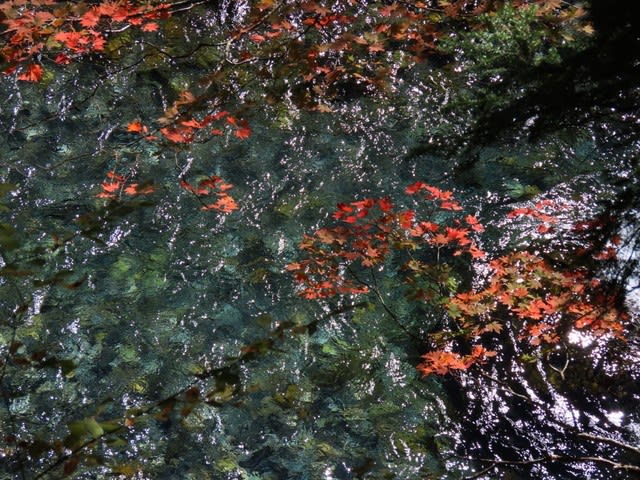 清流を背景に紅葉したモミジの葉
