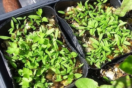 イタリアンパセリが密密 山里ひぐらしの小径 イタリアンパセリが密密 山里ひぐらしの小径