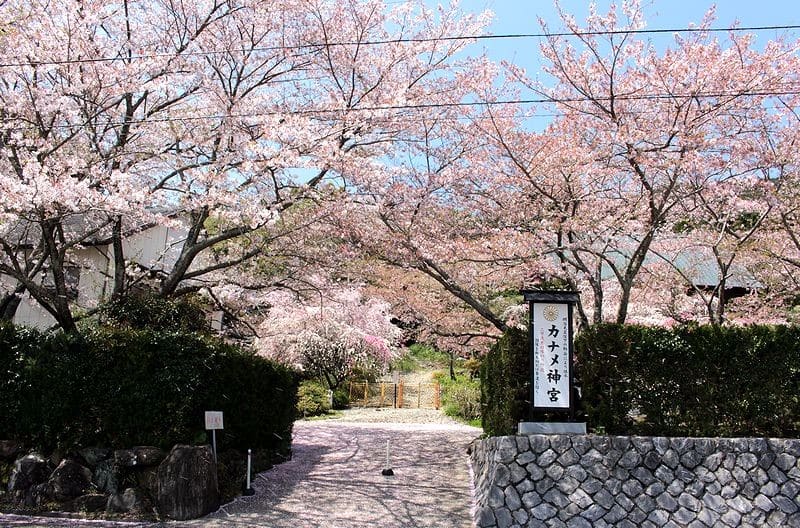 カナメ神宮 の 源平しだれ桃 と 枝垂れ桜 ヤスケの空