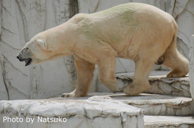 東山動植物園 のブログ記事一覧 白いプリンス シロクマ アイス王子 東山動植物園 のブログ記事一覧 白いプリンス シロクマ アイス王子