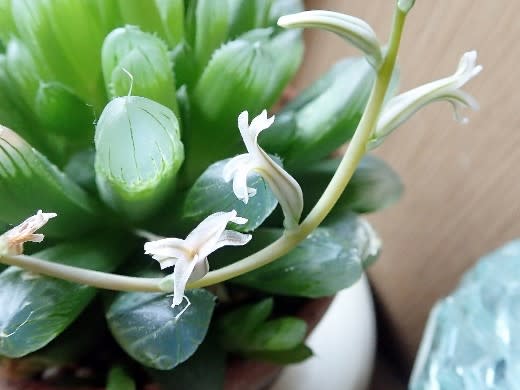 ハオルチア お散歩マトリョーシカ ｋａｒａｔ