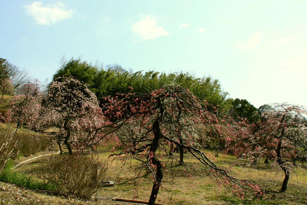 枝垂れ梅の画像